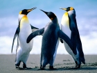 Blue Planet Info Solution Pvt Ltd